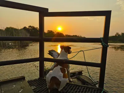 a dog sitting on a boat looking at the sunset at Hippo Retreat & Tiger Fishing Komatipoort in Komatipoort