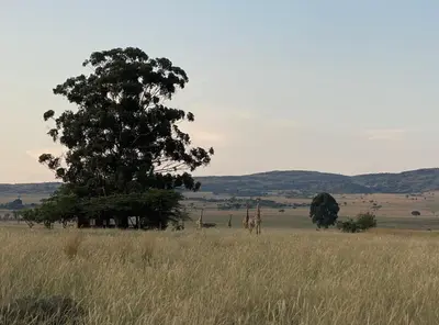 a tree and giraffes in a field of grass at Bateleur Nature Reserve & Stamvrug Hiking Trails in Modimolle