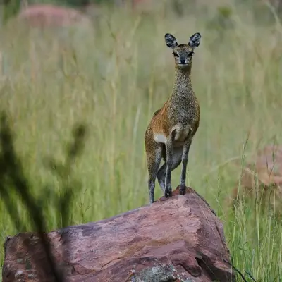 a small animal standing on top of a log at Bateleur Nature Reserve & Stamvrug Hiking Trails in Modimolle