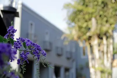a bunch of purple flowers in front of a building at Blue Grass Nest in Nelspruit