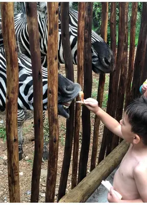 a young boy feeding a zebra at a zoo at 3433 on Klipspringer Marloth Park Kruger in Marloth Park