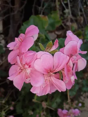 a group of pink flowers in a garden at Dove's Nest Guest House in Kempton Park