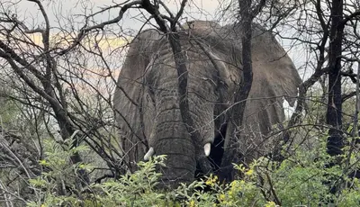 an elephant walking through the trees in the forest at Hinda Mountain Lodge Mabalingwe in Mabula