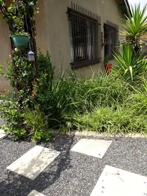 a garden with some plants and a building at LISANÉ ACCOMMODATION in Middelburg