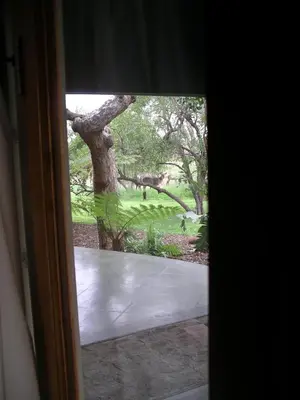a sliding glass door with a view of a tree at Tingala Lodge - Bed in the Bush in Phalaborwa