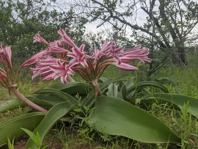 a pink plant with large green leaves in a field at Tingala Lodge - Bed in the Bush in Phalaborwa