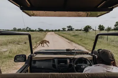a man in a jeep watching a dog crossing a dirt road at Nkambeni Safari Camp in Hazyview