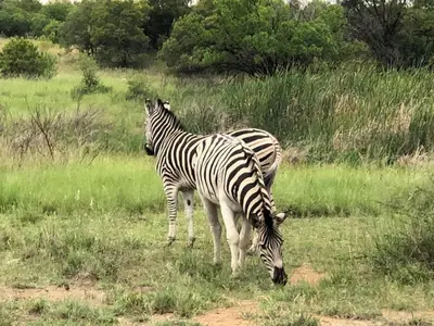 two zebras grazing in a field of grass at Naledi@53 Private Game Farm in Brits