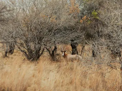 a deer standing in a field of tall grass at Naledi@53 Private Game Farm in Brits