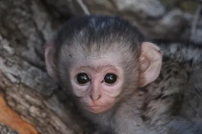a small baby monkey is looking at the camera at Leopard Hills Private Game Reserve in Sabi Sand Game Reserve