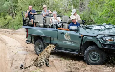 a group of people in a jeep with a leopard at Leopard Hills Private Game Reserve in Sabi Sand Game Reserve