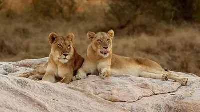 two lions laying on top of a rock at Leopard Hills Private Game Reserve in Sabi Sand Game Reserve