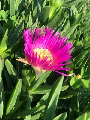 a pink flower on a plant with green leaves at Riverside's Kaia in Dudu