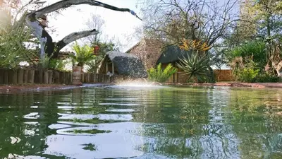 a fountain in a pond in a garden at Buffalo Ranch Game Lodge in Groblersdal