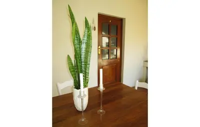 a plant in a white vase next to a door at Brooks Cottage in Pretoria