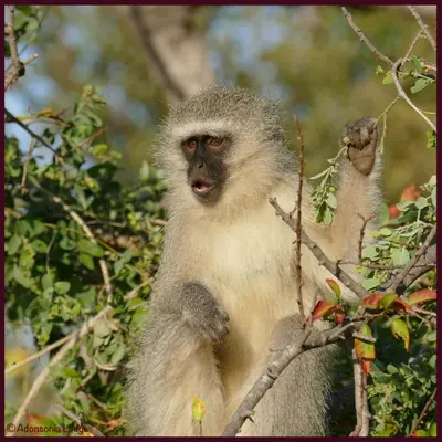 a monkey is sitting in a tree at Adonsonia Lodge in Grietjie Nature Reserve