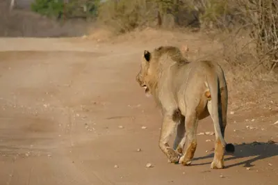 a lion walking down a dirt road at Adonsonia Lodge in Grietjie Nature Reserve