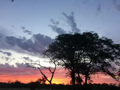 a tree in a field with a sunset in the background at Adonsonia Lodge in Grietjie Nature Reserve