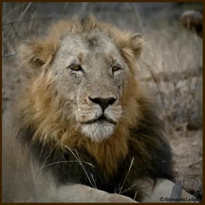a lion laying on the ground in a field at Adonsonia Lodge in Grietjie Nature Reserve
