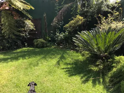 a dog sitting in the grass in a yard at Contemporary Stay at Giraffe Cottage in Benoni