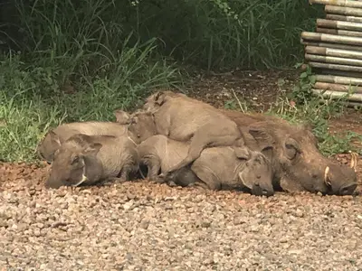 a group of animals laying on the ground at 515 on Warthog by the River in Marloth Park