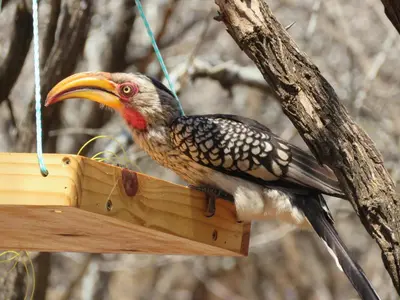 a bird with an orange beak sitting on a bird feeder at 515 on Warthog by the River in Marloth Park