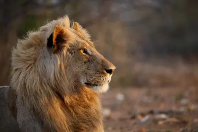 a lion is standing in a field at Ivory Wilderness River Rock Lodge in Klaserie Private Nature Reserve