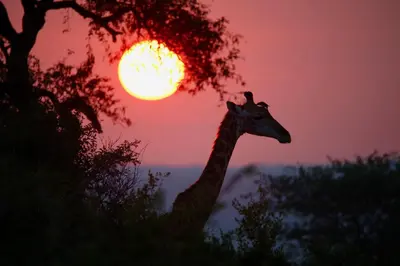 a giraffe standing in front of a sunset at Ivory Wilderness River Rock Lodge in Klaserie Private Nature Reserve