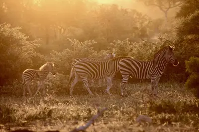 a group of zebras walking in a field at Ivory Wilderness River Rock Lodge in Klaserie Private Nature Reserve