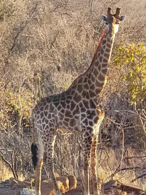 a giraffe standing in the middle of a field at Lodge Twentyfour Mabalingwe Nature Reserve in Warmbaths