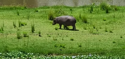 a black pig walking through a field of grass at Goedehoop Boutique Manor House in Malelane