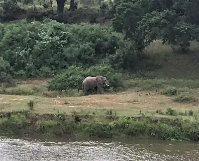 an elephant walking in a field next to a body of water at Goedehoop Boutique Manor House in Malelane