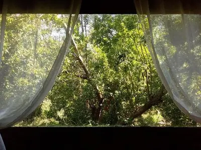 a window with curtains in front of a tree at Crocriver Chalet Schoemanskloof in Schoemanskloof