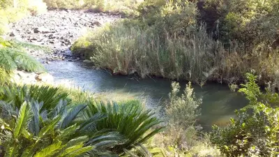 a stream of water in a field with plants at Crocriver Chalet Schoemanskloof in Schoemanskloof