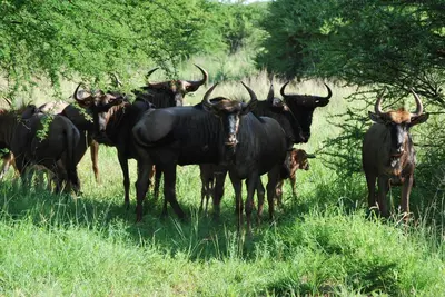 a herd of animals standing in the grass at Makhato Bush Lodge 109 in Bela-Bela