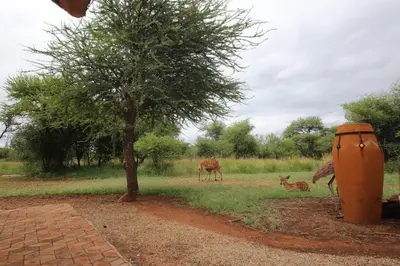 a cow and a dog in a field with a tree at Makhato Bush Lodge 109 in Bela-Bela