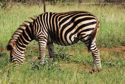 a zebra grazing in a field of grass at Makhato Bush Lodge 109 in Bela-Bela