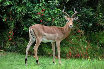 a gazelle standing in the grass in a field at Kruger Park Lodge Unit No. 611 in Hazyview