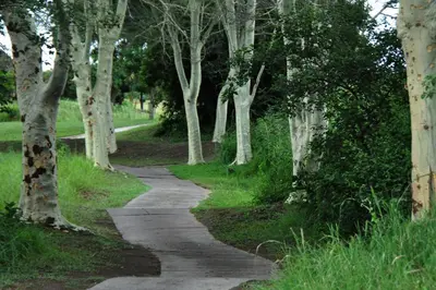a path through a park with trees on either side at Kruger Park Lodge Unit No. 611 in Hazyview
