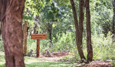 three monkeys sitting next to a sign in a forest at Kingly Bush Villa in Phalaborwa