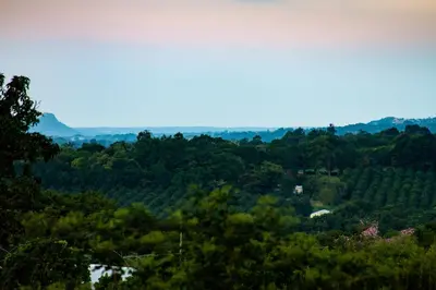 a view of a forested area with trees at Masasana’s Rest in Hazyview