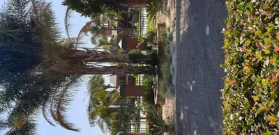 an overhead view of a palm tree on a building at Pietersburg Club in Polokwane