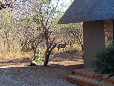 a donkey standing in the woods behind a house at Swiblati Lodge in Hoedspruit