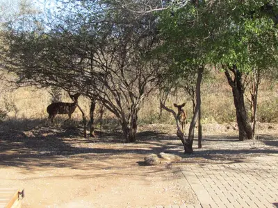 a giraffe and a dog laying in the shade of trees at Swiblati Lodge in Hoedspruit