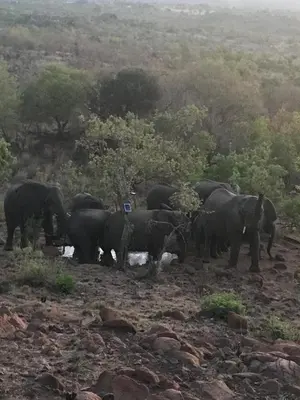 a herd of elephants standing in a field at Twenty Four Mabalingwe Nature Reserve in Mabula