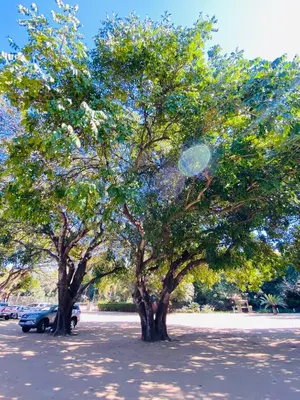 two large trees in a parking lot with a car at Letaba Junction Lodge in Letsitele