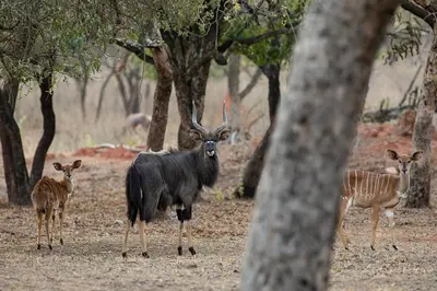 a group of animals standing in a field with trees at Kiyala Guest Farm in Nelspruit