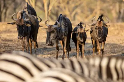 a herd of animals running in a field at Kiyala Guest Farm in Nelspruit