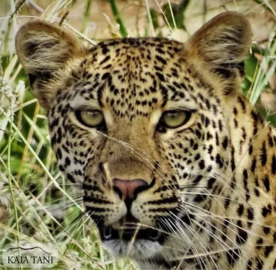 a leopard is standing in the tall grass at Kaia Tani Exclusive Guesthouse in Phalaborwa