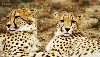 two cheetahs laying on the ground in a field at Kaia Tani Exclusive Guesthouse in Phalaborwa